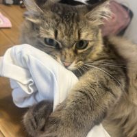 つーむさん