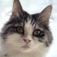 がっさん