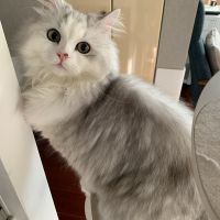 あこ太郎