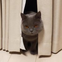 チョビンヌさん