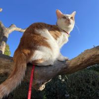 ねこつなぎさん