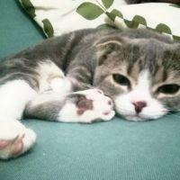 さくらちゃん 会員画像