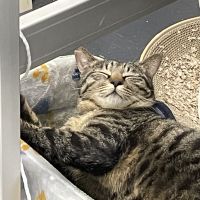 野良びと
