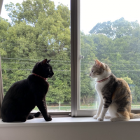 ちろんた 会員画像