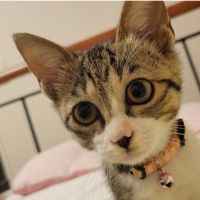 ネコノココ 会員画像