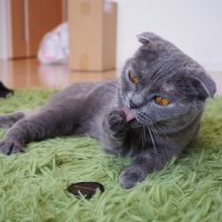 やぶうちさん