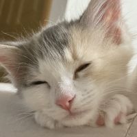 はぴぬこ 会員画像