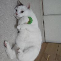 あしゃにゃん 会員画像