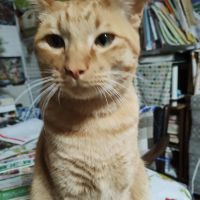 imaimamaさん
