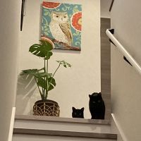 せきとりさん