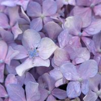 なとこむはさん