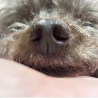 ココのママ！さん