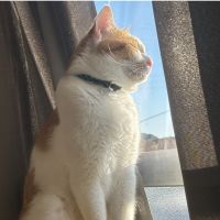 ぷぷぅさん