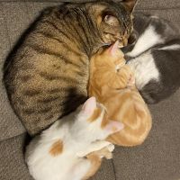 にゃんちゅうもちぱんさん