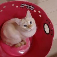 サンワねこ 会員画像