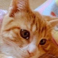かはなさた 会員画像