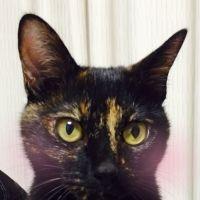 あやこてつ 会員画像