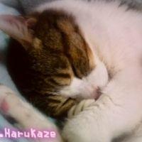 春風　美桜さん