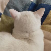 えいりさん