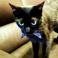 まちたん 会員画像