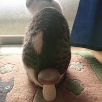 夏みん