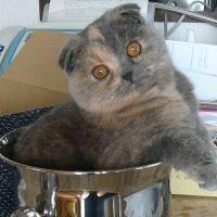 konatty 会員画像