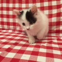 ももたろ主任さん