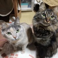 とまと侍 会員画像
