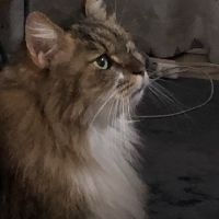 のんちろ 会員画像