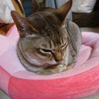 会員画像