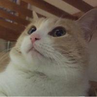 フェイ 会員画像
