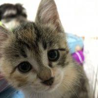 ハニ坊 会員画像