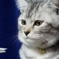 ミャン子猫捜索中 会員画像