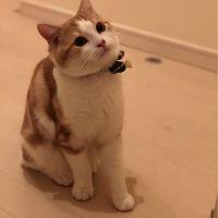 あげ 会員画像