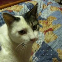 ミケネコ 会員画像