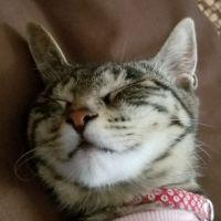 タマブルー 会員画像
