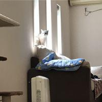にっしーママ 会員画像