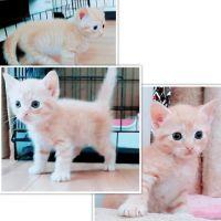 HappyCatハッピーキャット 会員画像