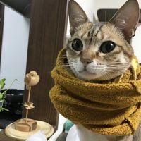 ネコメロン 会員画像