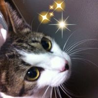 アルマティ 会員画像