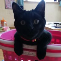 猫万次郎 会員画像