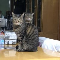 すしこり 会員画像