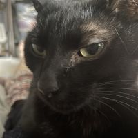黒猫Lilyさん