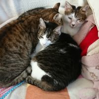 ねこはきまぐれ 会員画像