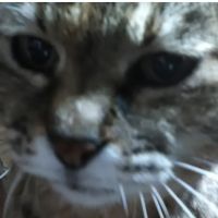 ゆーちゃん雌猫20歳今日も元気! 会員画像