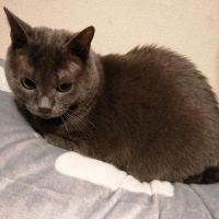 猫部長777さん