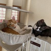 きなこかあさん 会員画像