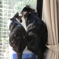 ピノネロ 会員画像