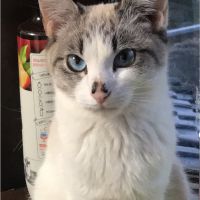 月島影 会員画像