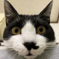 ぽそれさん